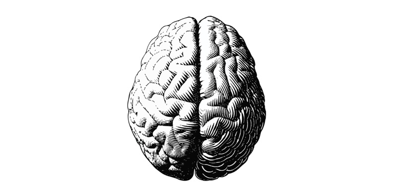 brain