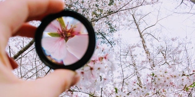 focusing-on-one-flower