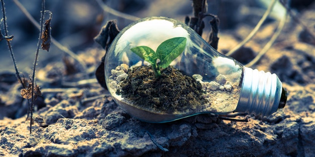 budding-leaf-inside-light-bulb